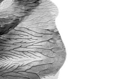 Beyaz kağıda akrilik renkler çizdim ve kağıdı karıştırılmış akrilik renklerin dokusunu oluşturan rorschach mürekkep lekesine benzer şekilde katladım..