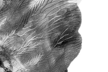 Beyaz kağıda akrilik renkler çizdim ve kağıdı karıştırılmış akrilik renklerin dokusunu oluşturan rorschach mürekkep lekesine benzer şekilde katladım..