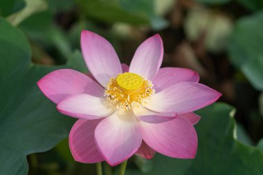 Su yüzeyinde çiçek açan güzel nilüfer çiçekleri ya da nilüferler. Huzurlu bahçede koyu mavi yapraklar, doğa arka planı, su, Tayland...