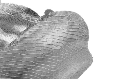 Beyaz kağıda akrilik renkler çizdim ve kağıdı karıştırılmış akrilik renklerin dokusunu oluşturan rorschach mürekkep lekesine benzer şekilde katladım..