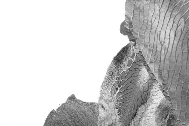 Beyaz kağıda akrilik renkler çizdim ve kağıdı karıştırılmış akrilik renklerin dokusunu oluşturan rorschach mürekkep lekesine benzer şekilde katladım..