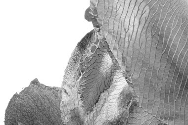 Beyaz kağıda akrilik renkler çizdim ve kağıdı karıştırılmış akrilik renklerin dokusunu oluşturan rorschach mürekkep lekesine benzer şekilde katladım..