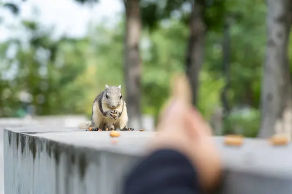 Roztomilý Veverka Hledá Ořechy Větvi Stromu Přírodním Parku Tropické Země — Stock fotografie