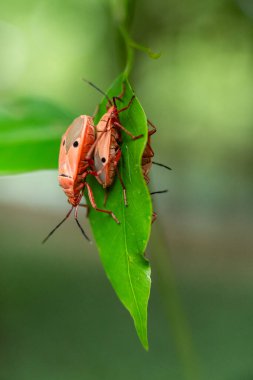 Kırmızı Pamuk Böcekleri Yeşil Yaprakta Çiftleşiyor: Odakta Makro Etkileşimi