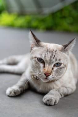 Zarif Mavi Gözlü Siyam Kedisi Gri Beton Yüzeyde Rahatlıyor