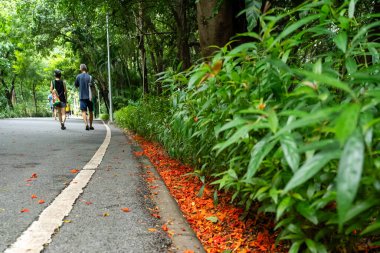 Serene Park Yolu Yeşilliğin Ortasında Yürüyen İnsanlar