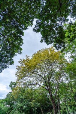 Altın Duş Ağacı yemyeşil gölgeliklerde canlı sarı çiçeklerle çiçek açıyor