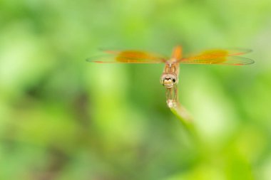 Brachythem zehirli yusufçuk Dal üzerine tünemiş, Makro Çekim