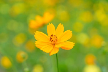 Bright Yellow Cosmos Flower in Bloom with Blurred Yellow Field Background clipart