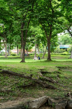 Yeşil Ağaçlar ve Çimenlerin Ortasında Rahatlayan İnsanlarla Serene Park