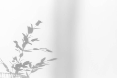 Duvara düşen doğal yaprak dalının soyut gölgesi beyaz arka plan. Sabah güneşinde şeffaf bulanık gölgeler yaprağı.