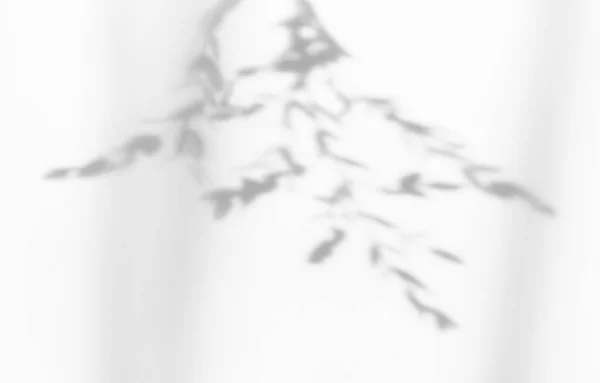 Abstraktní Silueta Stín Bílé Pozadí Přírodního Listí Strom Větev Padající — Stock fotografie