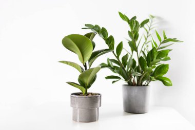 Zamioculcas ve ficus ev yapımı yeşil yapraklar beyaz arka planda fotokopi alanı ile. Tropik, botanik konsept. Minimalizm ve ev bitkisi.