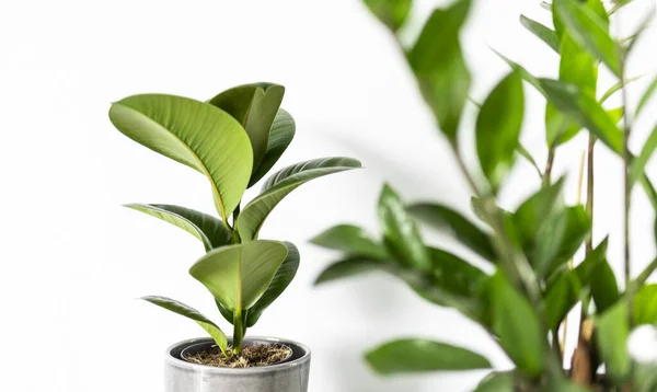 Zamioculcas ve ficus ev yapımı yeşil yapraklar beyaz arka planda fotokopi alanı ile. Tropik, botanik konsept. Minimalizm ve ev bitkisi.