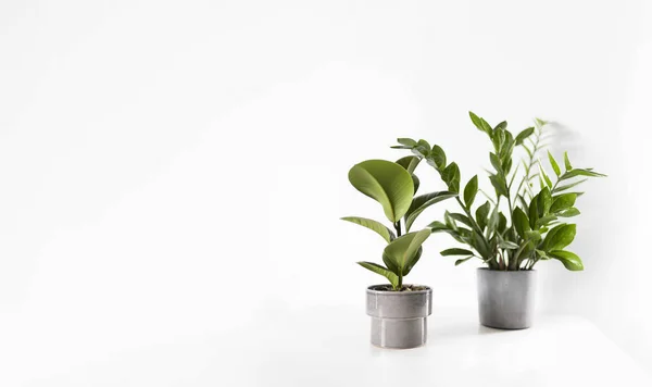 Zamiokulcas Und Ficus Home Pflanzen Grüne Blätter Auf Weißem Hintergrund — Stockfoto