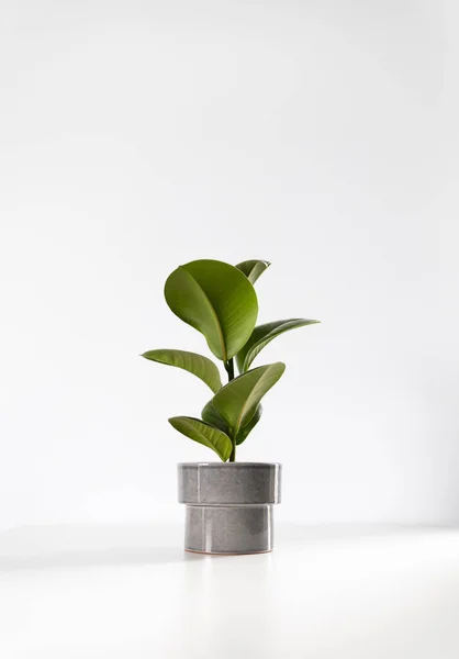 Ficus ev bitkisi, beyaz arka planda yeşil yapraklar ve fotokopi alanı. Tropik, botanik konsept. Minimalizm ve ev bitkisi.