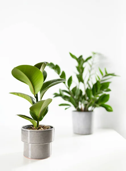Zamioculcas Ficus Home Plant Green Leaves White Background Copy Space — Zdjęcie stockowe