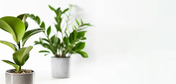 Zamioculcas Фикус Домашнего Растения Зеленые Листья Белом Фоне Копировальным Пространством Лицензионные Стоковые Фото