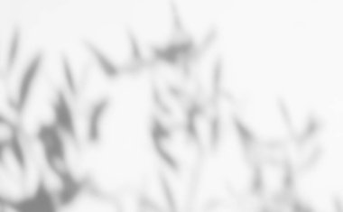 Duvara düşen doğal yaprak dalının soyut gölgesi beyaz arka plan. Sabah güneşinde şeffaf bulanık gölgeler yaprağı.