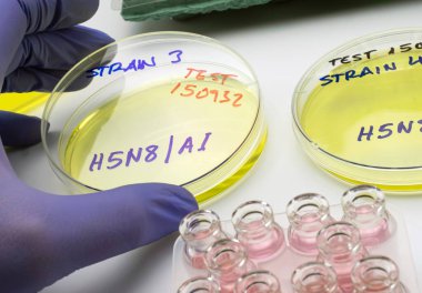 İnsanlarda yayılan yeni H5N8 tipi kuş gribi, enfekte yumurtası olan bilim adamı, kavramsal görüntü
