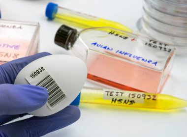 İnsanlarda yayılan yeni H5N8 tipi kuş gribi, enfekte yumurtası olan bilim adamı, kavramsal görüntü