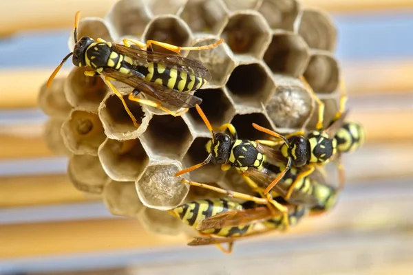 Verschillende Wespen Bouwen Een Nest Hun Eieren Leggen Stockfoto