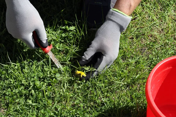 Homem Remove Ervas Daninhas Gramado Jardim Com Uma Faca Suas — Fotografia de Stock