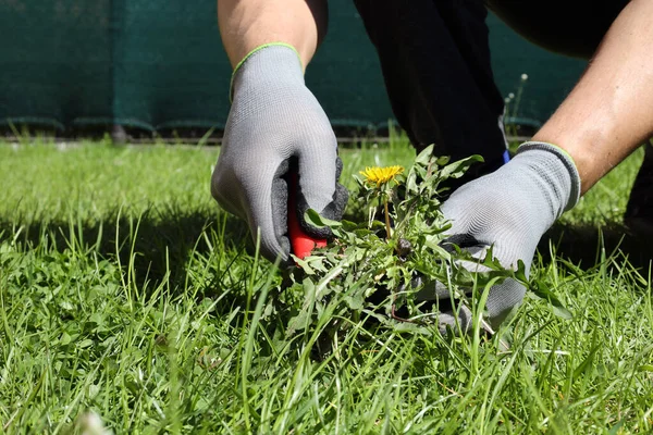 A man removes weeds from the lawn in the garden with a knife and his hands are protected with gloves