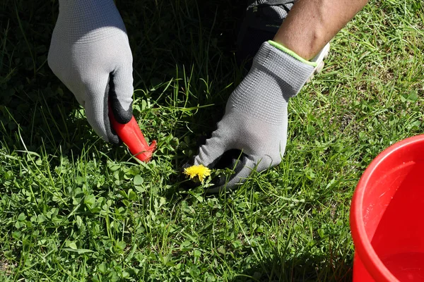 Homem Remove Ervas Daninhas Gramado Jardim Com Uma Faca Suas — Fotografia de Stock