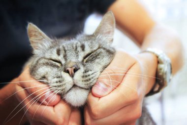 Mutlu kedi insan ellerinde, hayvanları seviyor.