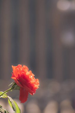 Kopya alanı olan kırmızı gül, Sevgililer Günü için dikey resim aşk konsepti