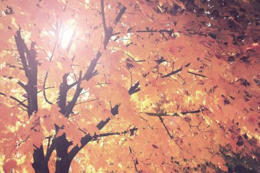 Yaprakların arasından güneş geçen sonbahar ağacı arkaplanı