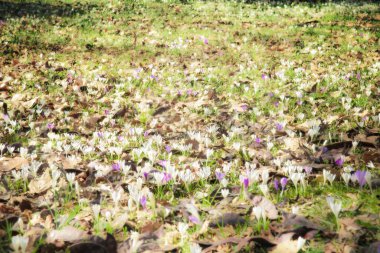 Bir tarlada bahar çiçekleri, sonbahar-bahar geçiş dönemi doğa döngüsü