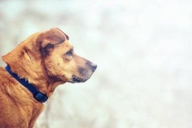 Kopya alanı olan köpek profili, gururlu hayvan ileriye bakıyor