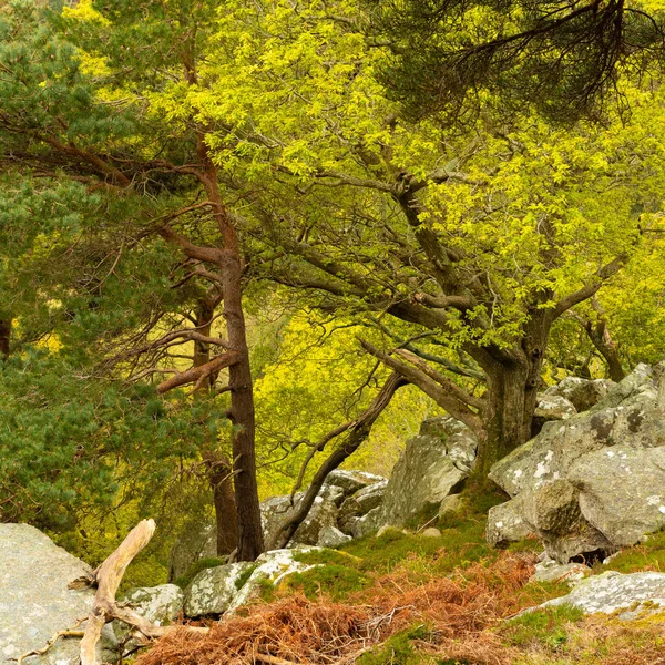 rocky mountain side, two mature trees with green foliage growing amid large limestone rocks and boulders, with red bracken in the foreground, sunshine