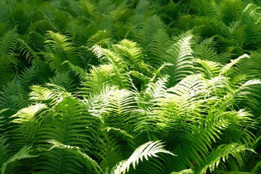 Sunlit field of green fern
