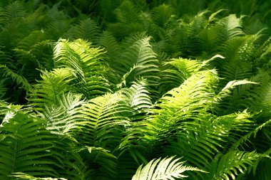 Sunlit field of green fern