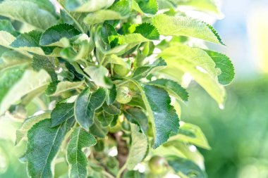 Branch with unripe green apples