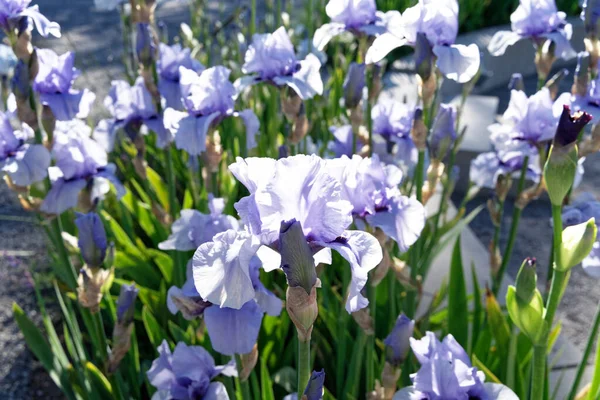 Light purple iris flowers in a garden