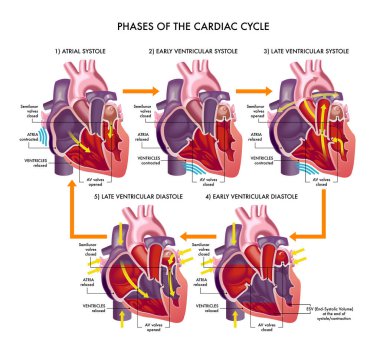 Medical illustration of the phases of the cardiac cycle, with annotations clipart