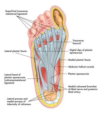 Ayak anatomisi illüstrasyonları, notlarla.