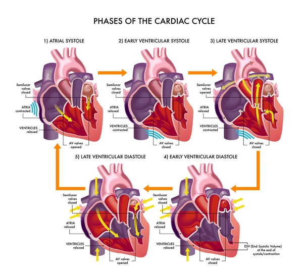 Medizinische Illustration Der Phasen Des Herzkreislaufs Mit Anmerkungen Stockillustration