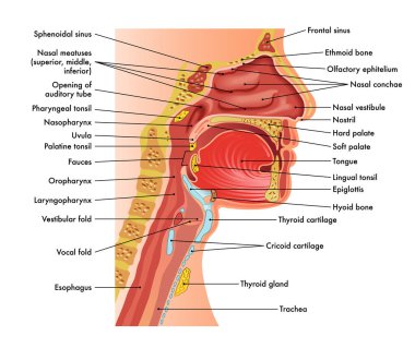Burun, ağız, gırtlak ve gırtlak anatomisinin tıbbi diyagramı..