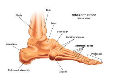Medical illustration of the major parts of the foot bones in lateral view, with annotations. clipart