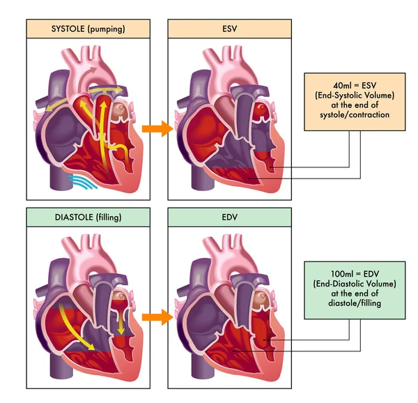 심박동 주기의 단계를 의학적으로 설명하는 시소와 — 스톡 벡터