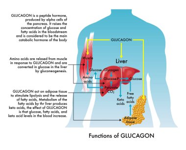 Glucagon fonksiyonlarının tıbbi illüstrasyonu, notlarla birlikte.