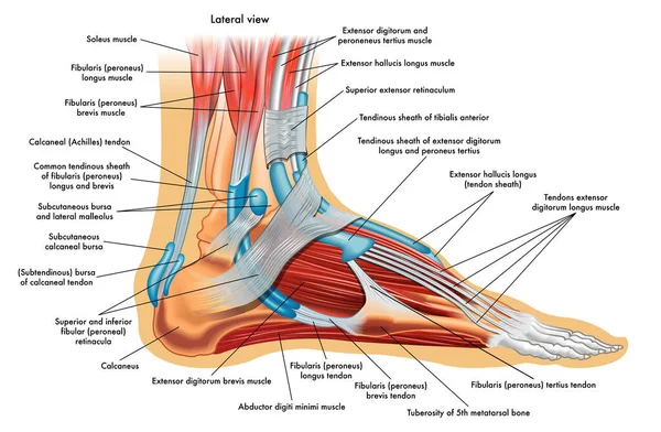 Foot Anatomy Illustration Annotations — Stock Vector