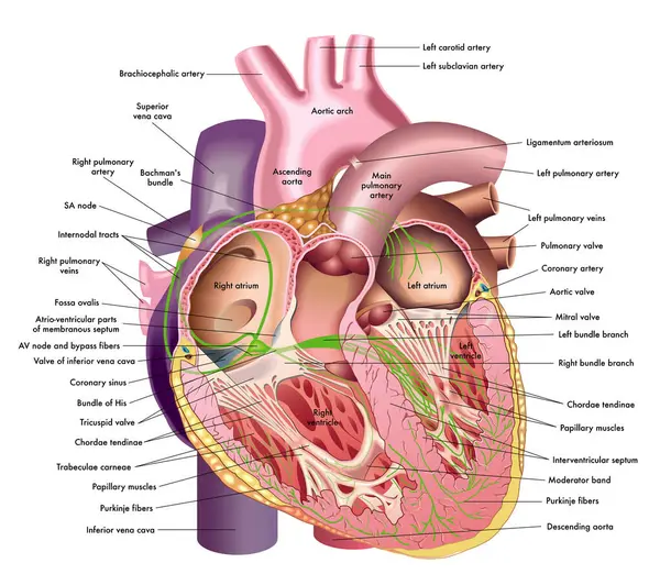 Medical Illustration Internal Anatomy Heart Annotations Stock Illustration
