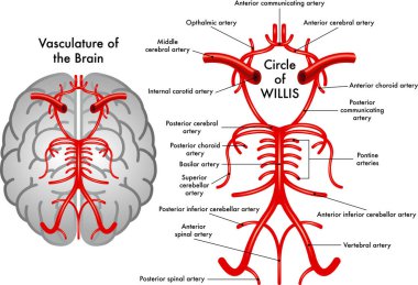 Beynin damar yapısının bir parçası olan Willis Çemberi 'nin şematik tıbbi çizimi..