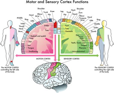 Medical diagram of the functions of the motor cortex and sensory cortex, two parts of the human brain, with annotations. clipart